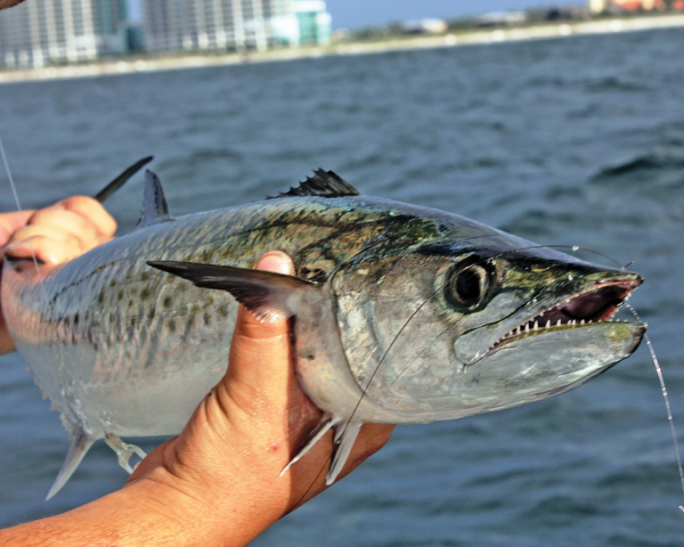 Spanish Mackerel Lightning in a Small Package Great Days Outdoors