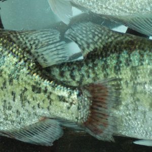 Crappie Fishing Secrets for the Fall