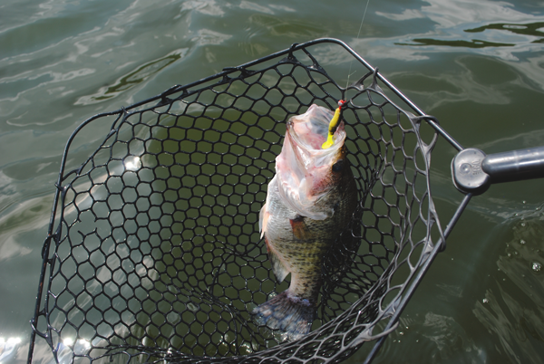 This crappie, caught off bridge pilings in Spring Creek, is part of the huge catch of fish taken around Guntersville bridges each year. Many of the fish are caught casting light jigs on light tackle.