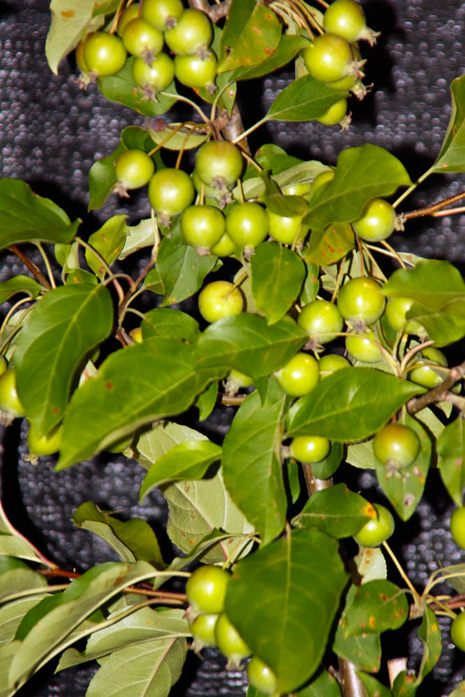 crabapples make great forage for wildlife