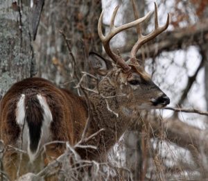 deer in natural habitat