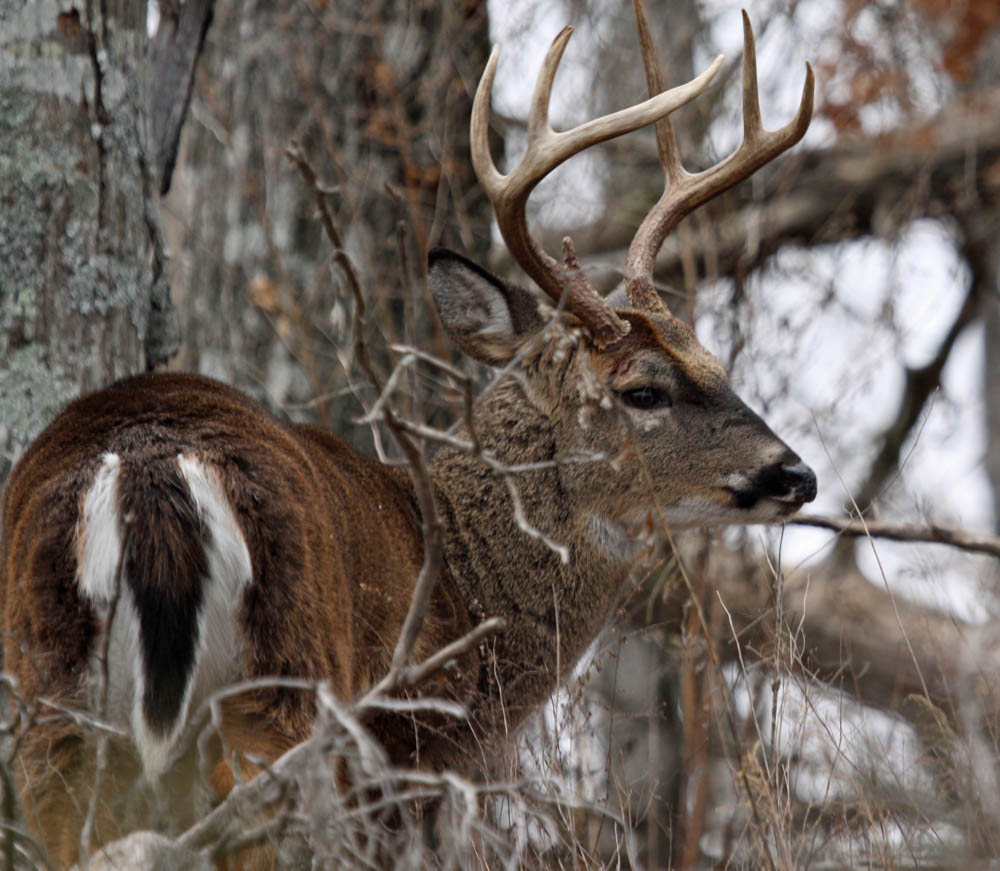 deer in natural habitat