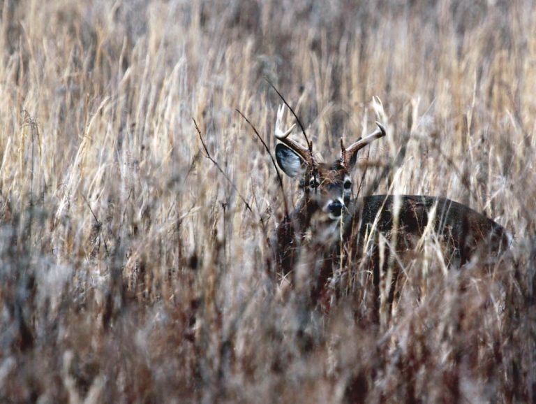 deer hunting at midday