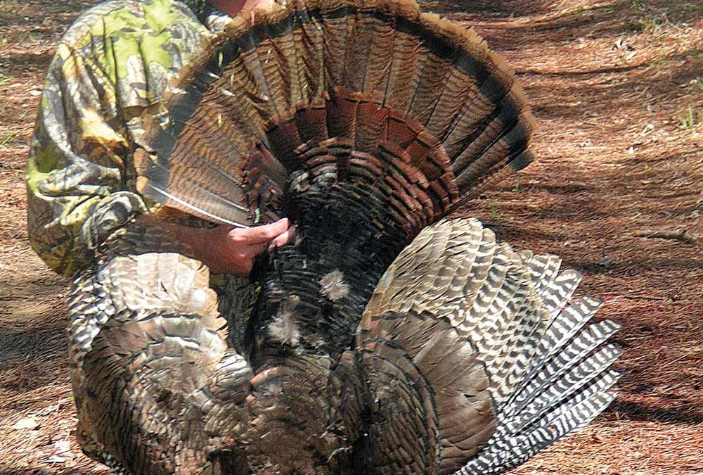 Tips for Turkey Hunting