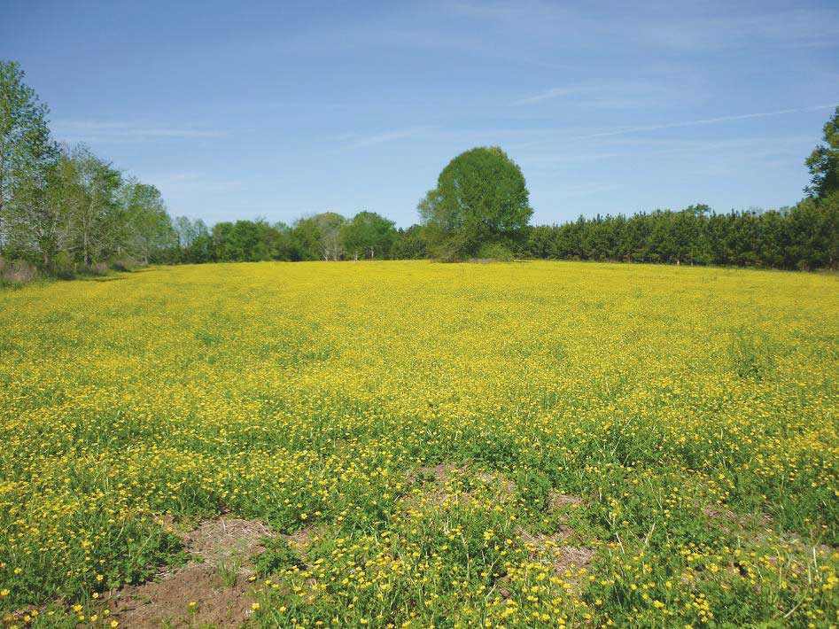 Crops continue to grow after strip-disking.