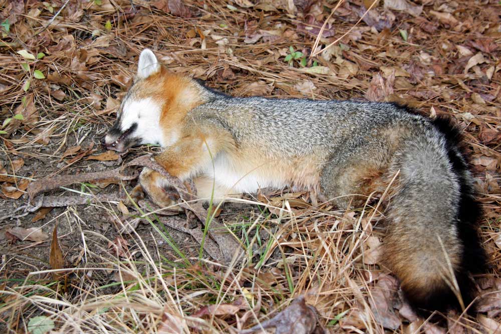 Fur trapping foxes.
