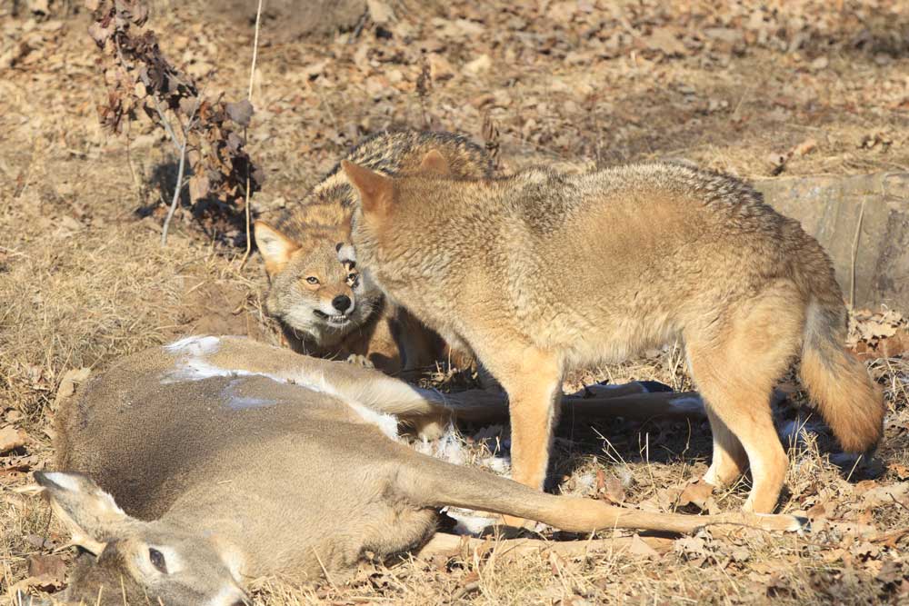 Two coyotes show the importance of trimming predator populations after they have killed a deer.