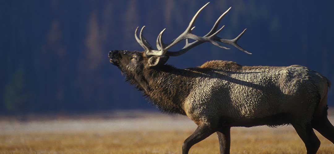So, You Want to be an Elk Hunter!