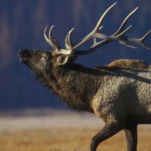 So, You Want to be an Elk Hunter!