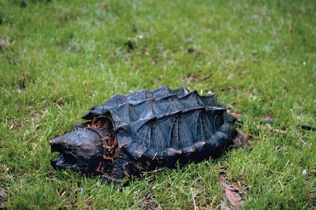 An alligator snapping turtle.