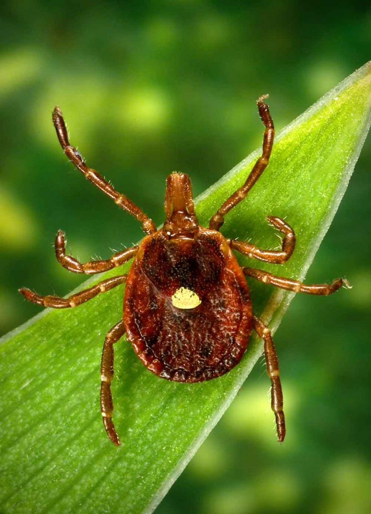 All about ticks.