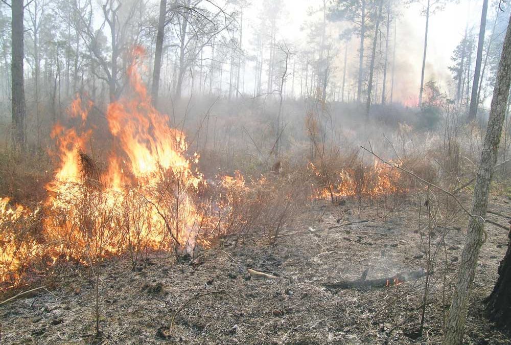 Turkey Hunting After Controlled Burns