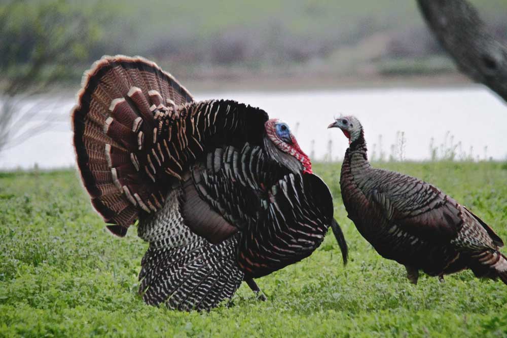 Alabama Turkey Season 2020: Thoughts from the Wild turkey Committee