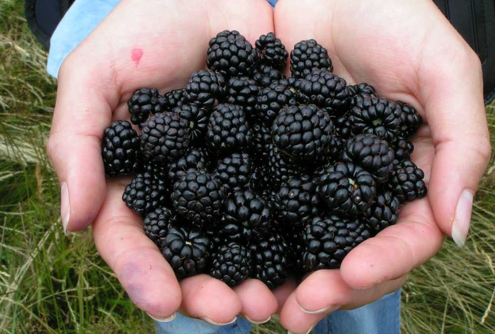 How To Plant Blackberries for Wildlife