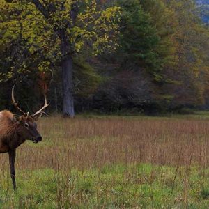 So, You Want to be an Elk Hunter? Part III