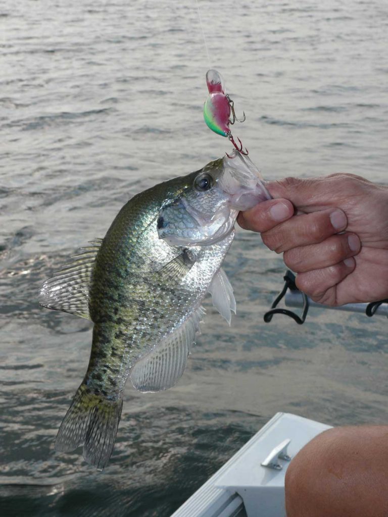 A great catch while crappie fishing.