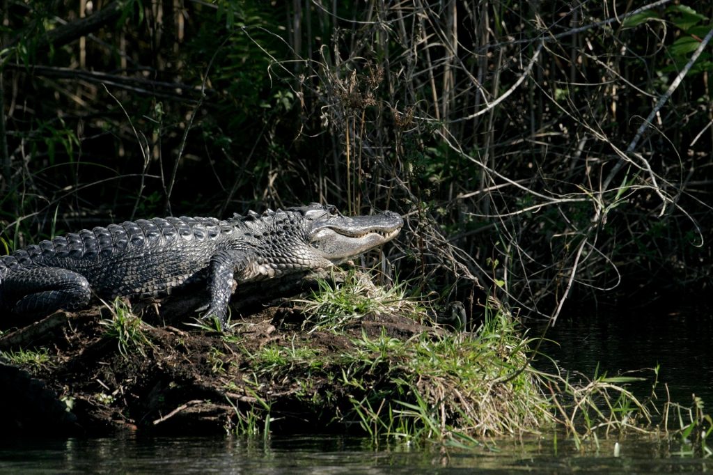 Start preparing for alligator hunting in May.