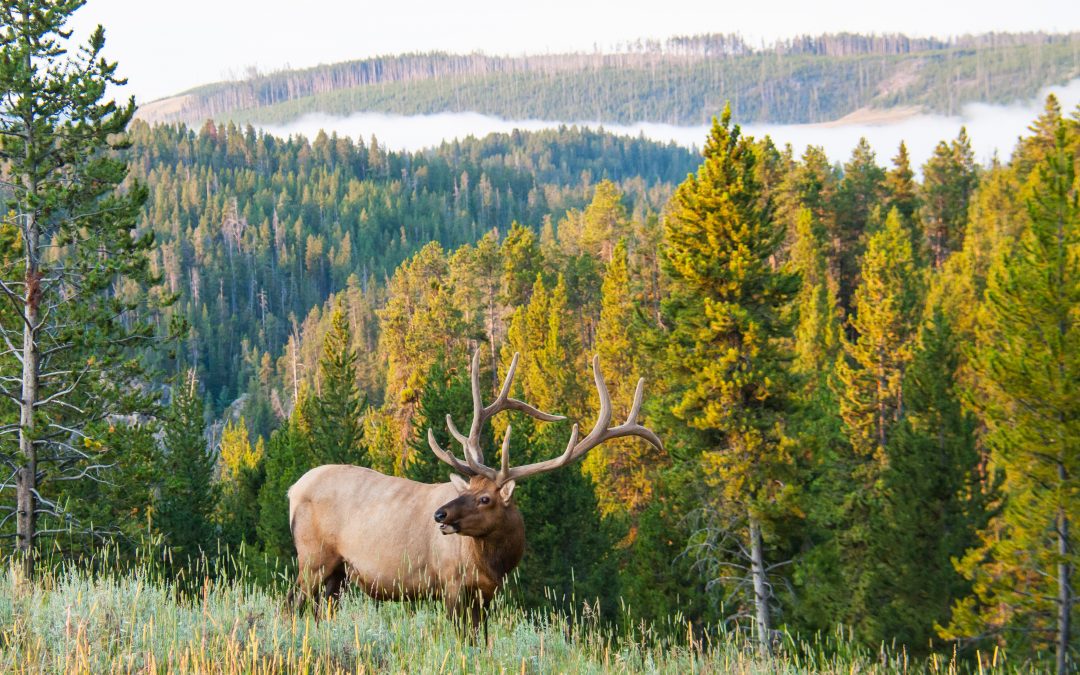 Top 5 Archery Elk Hunting Myths