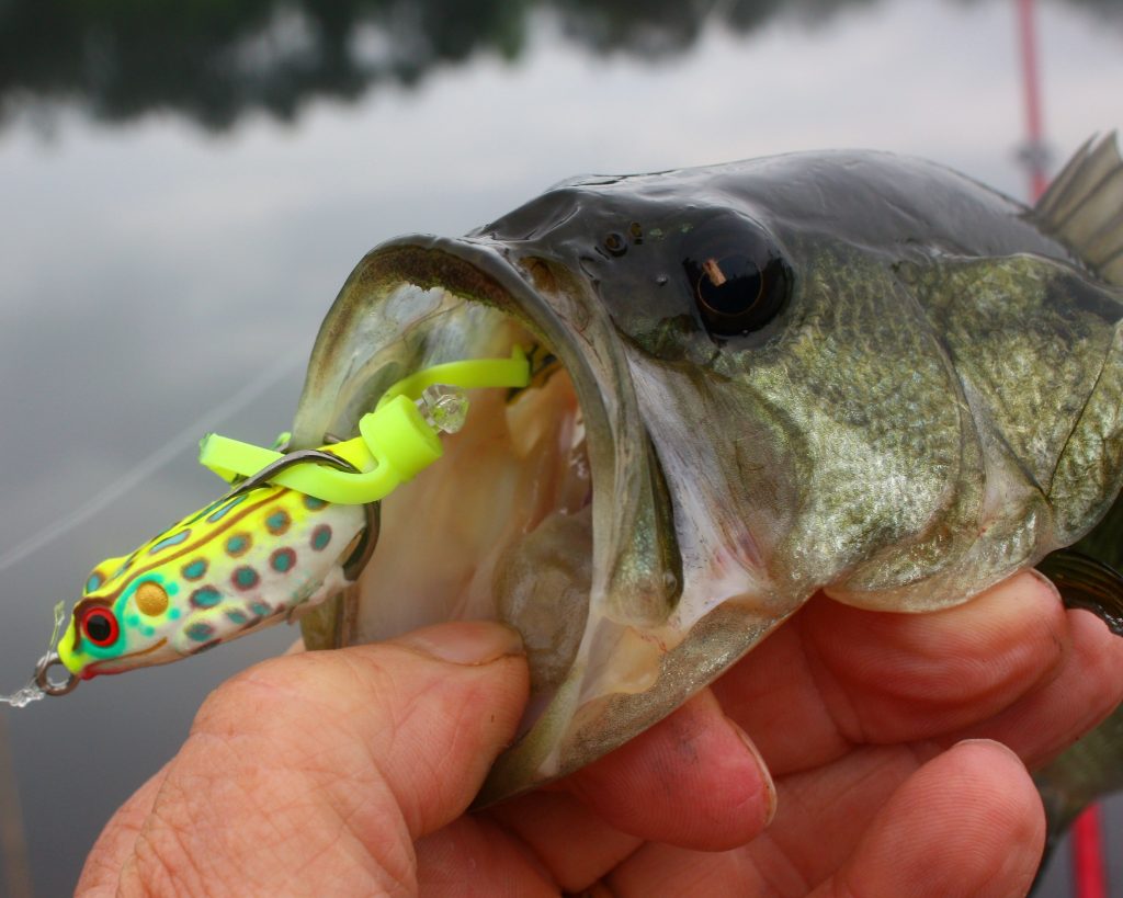 an angler who wants to fish the heavy growth of weeds with soft-plastic top-water lures for bass will discover is that not all lakes have the same kinds of vegetation.