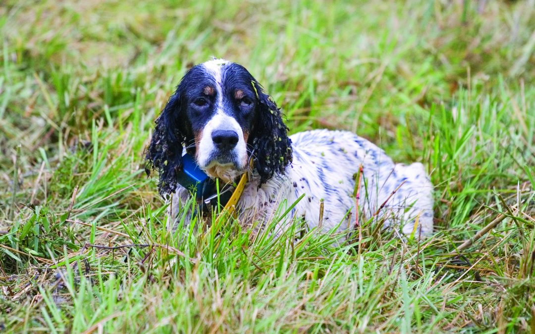 Training Hunting Dogs With E Collars