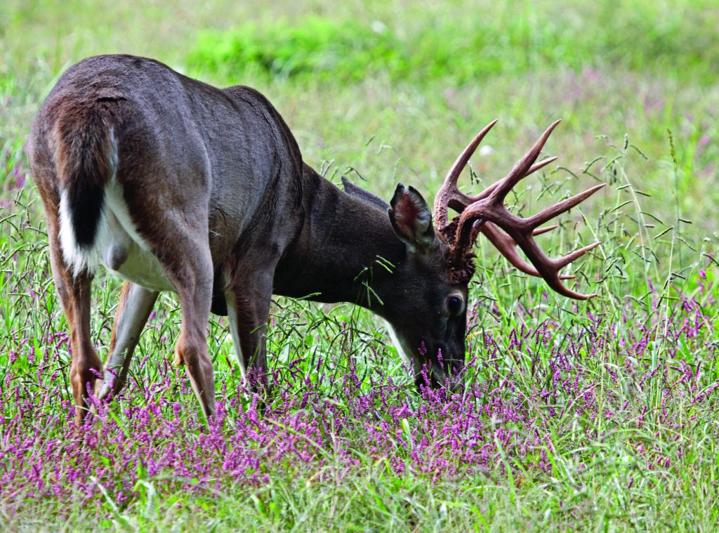 best spring and summer food plots