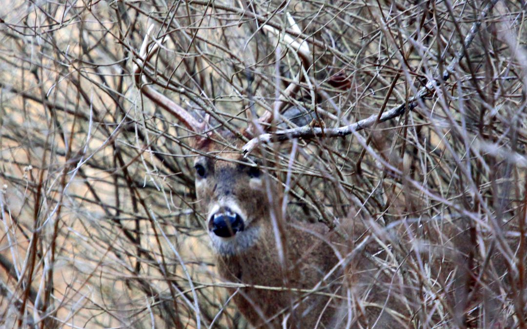 Tips On Tracking A Shot Deer