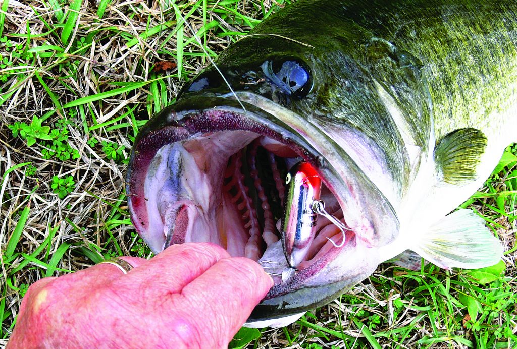 In general, Alabama small water anglers can expect to catch lots of bream at all times of the year, and small creek bass are usually quite willing to come play.
