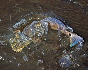 Redfish