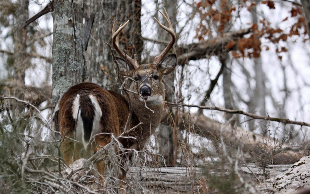 Finding Deer Hunting Hotspots on Public Land
