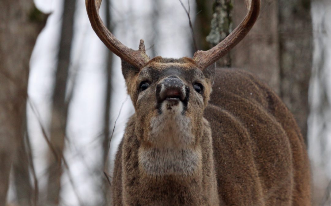 Get Ready for the Deer Rut