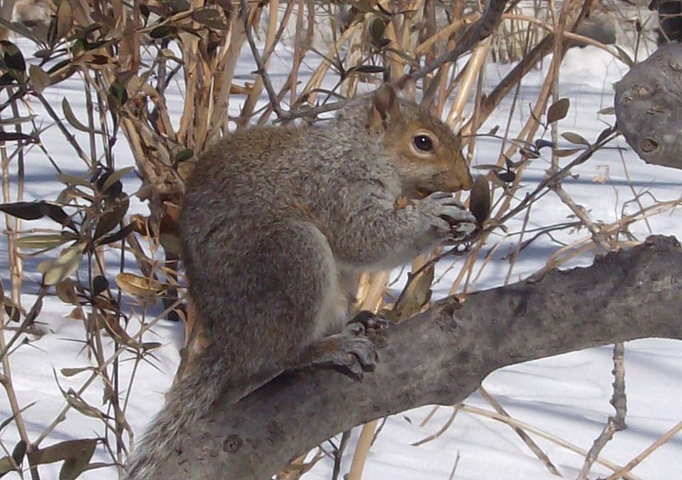 Late Winter Squirrel Hunting Tips