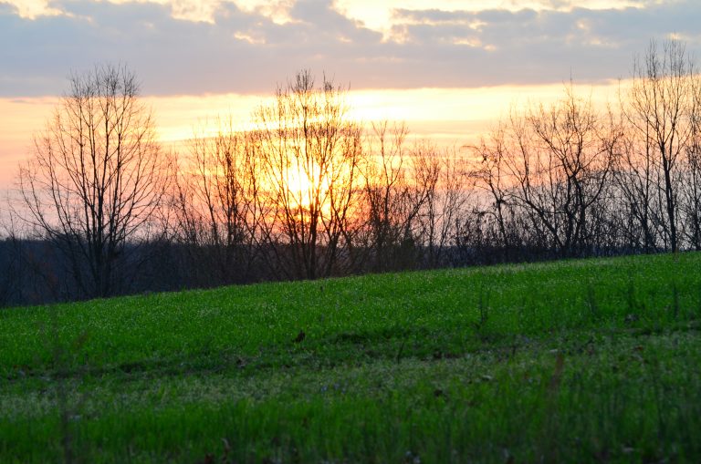 Food plots for deer can be a tricky thing to maintain.