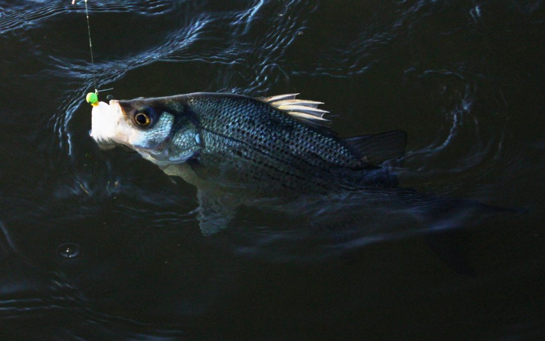 What Makes a Hybrid Striped Bass?