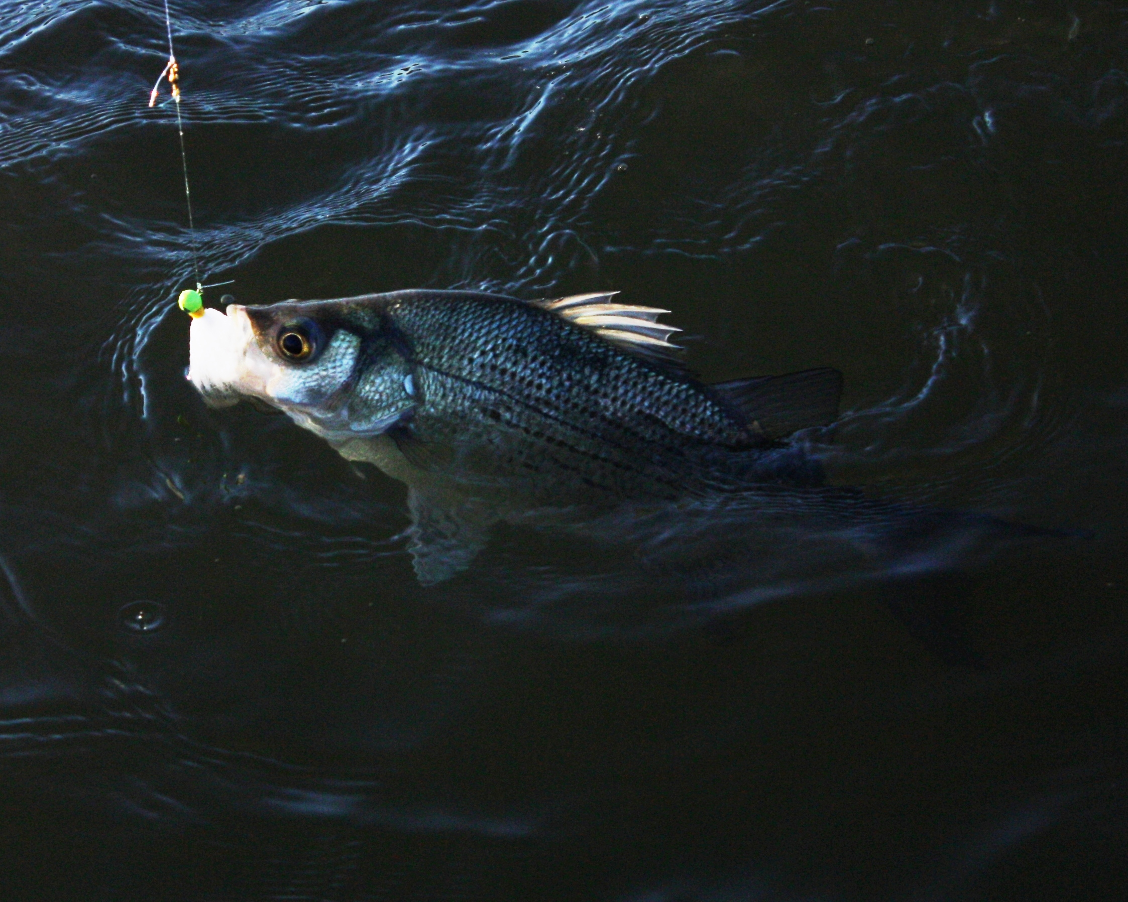 Fishing for hybrid striped bass.