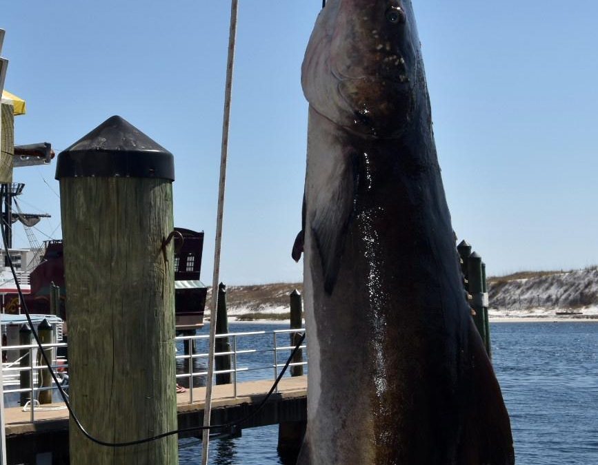 Five Anglers Share Their Cobia Fishing Tips