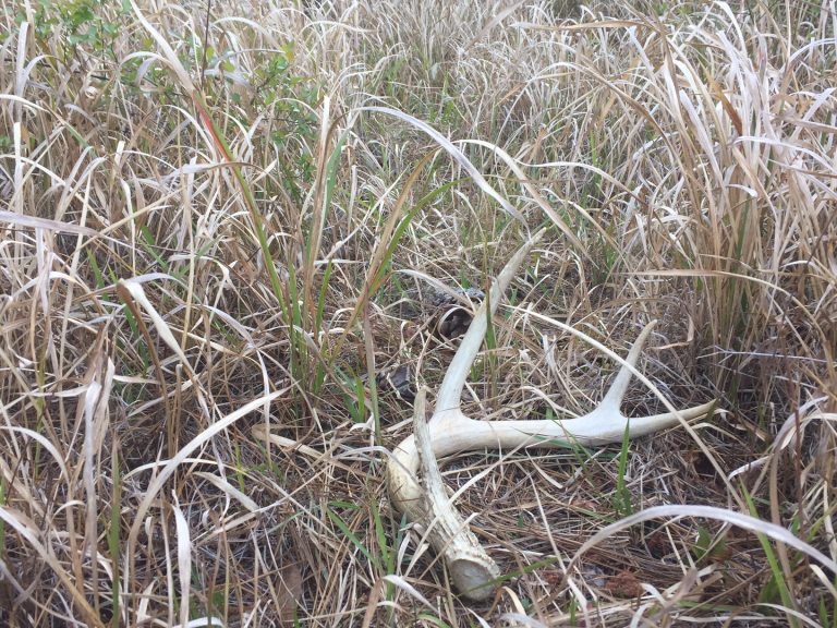 deer mineral site