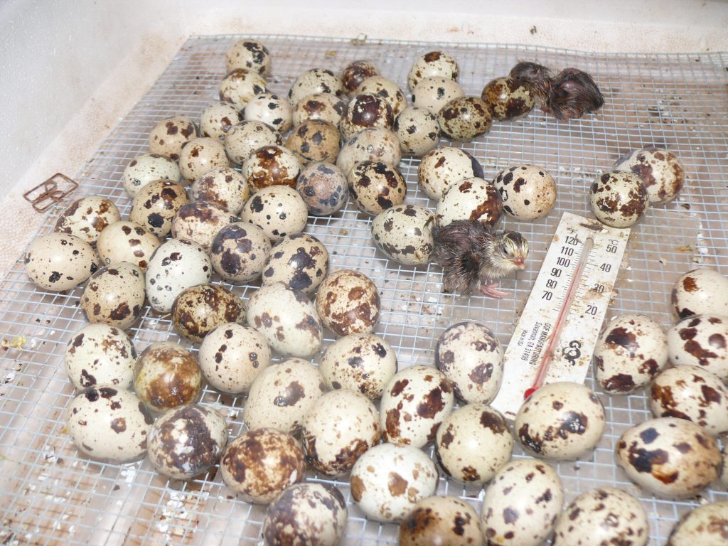Coturnix quail eggs