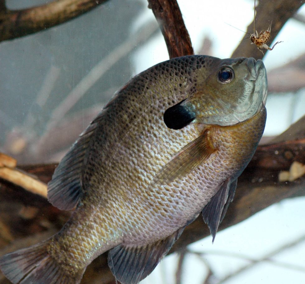 Best Bait For Bluegill And Bream Fishing Great Days Outdoors