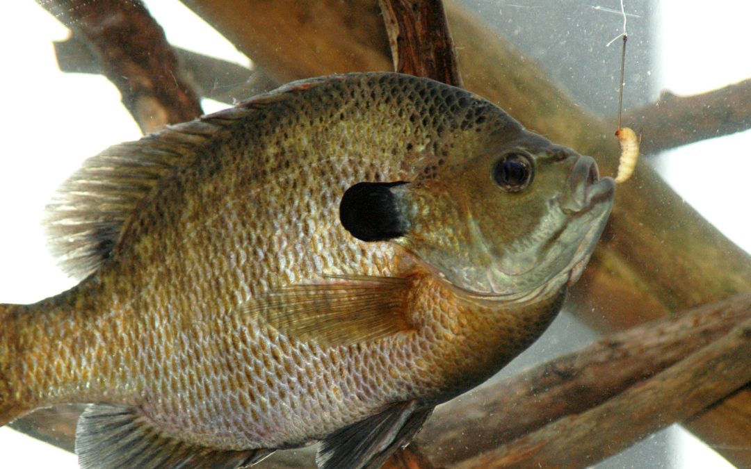 Best Bait For Bluegill And Bream Fishing
