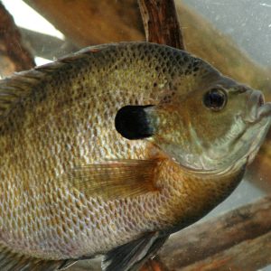 Best Bait For Bluegill And Bream Fishing