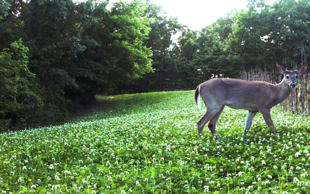 Choosing Deer Food Plot Seed for Your Climate