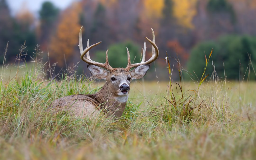 Choosing A Deer Hunting Tactic During The Lull