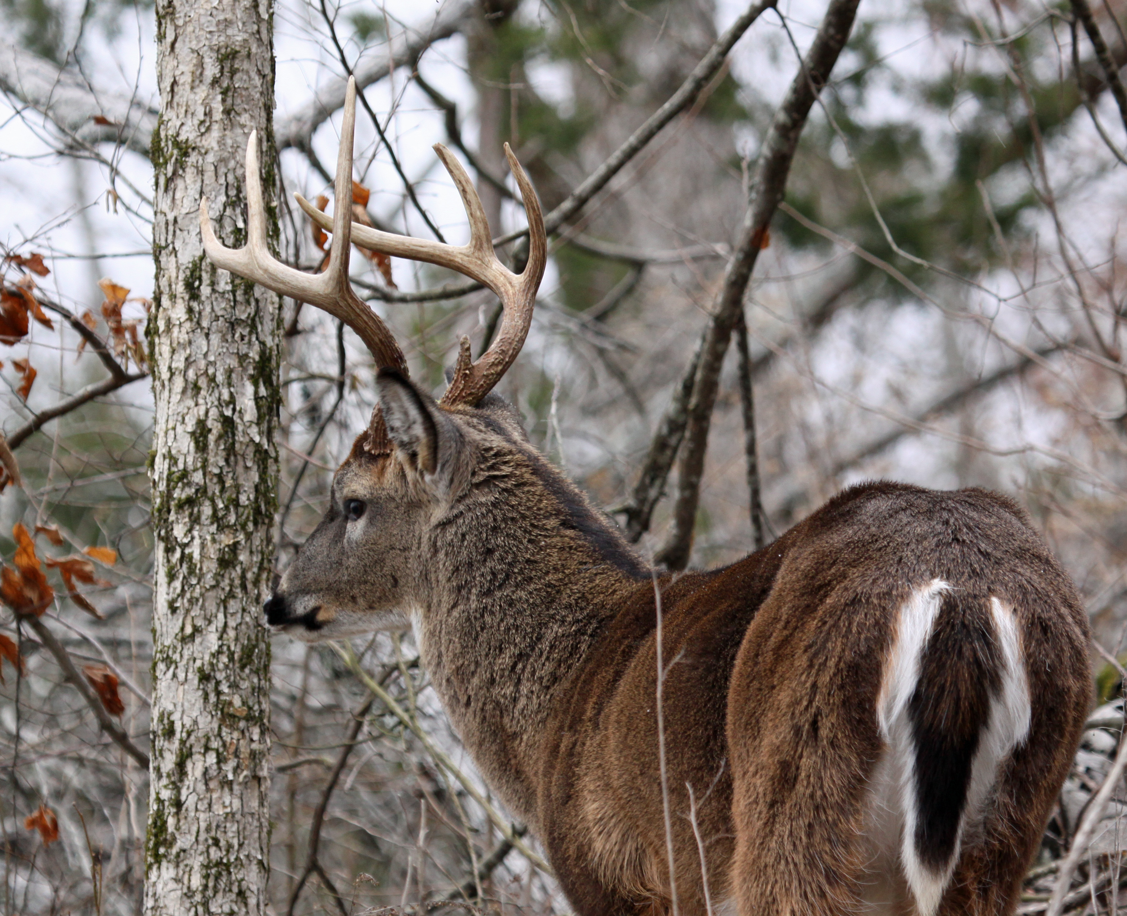 Modern Muzzleloader hunting can be challenging. But, when the smoke clears and your buck is on the ground, that reward makes for a great day outdoors.