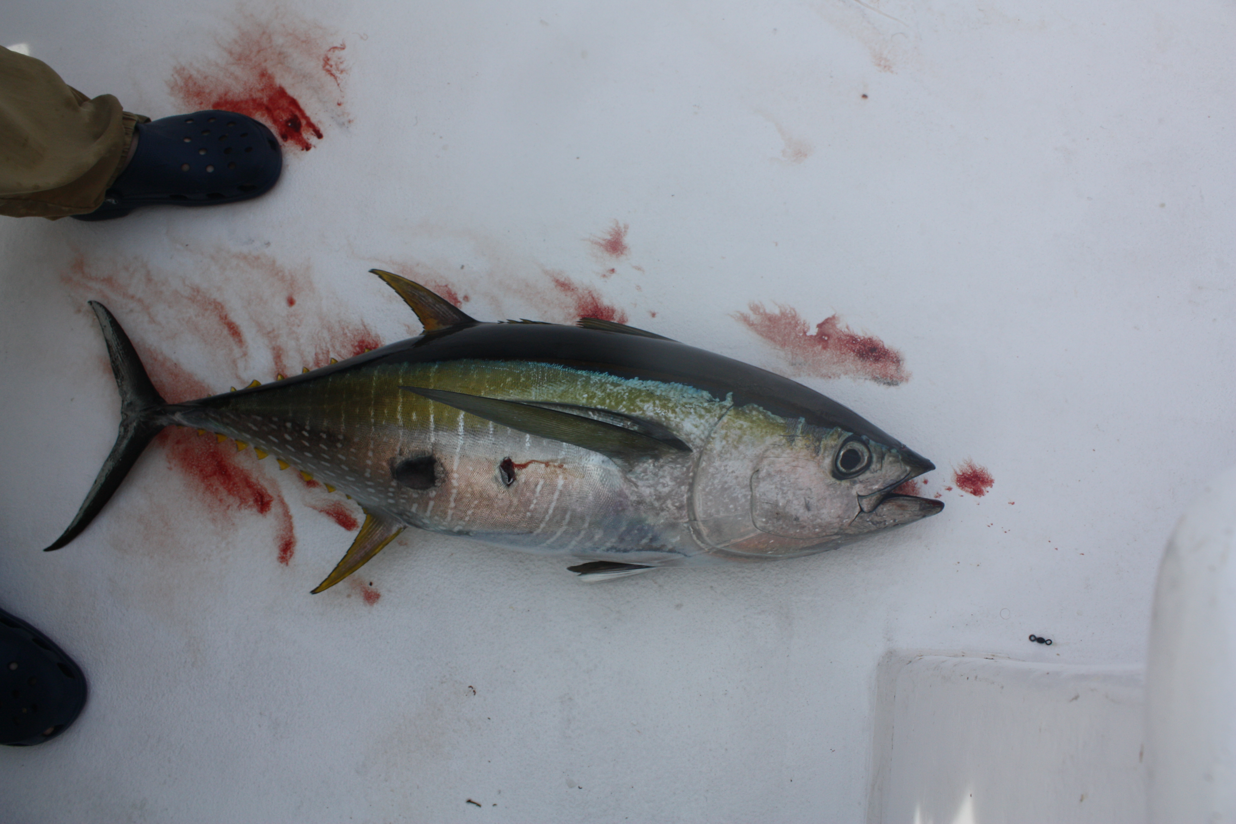 This fall yellowfin tuna fishing is kind of a run and gun fishery.