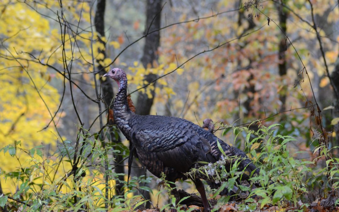 Planting The Best Wild Turkey Food Plots For Spring and Fall