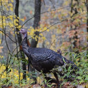 Planting The Best Wild Turkey Food Plots For Spring and Fall