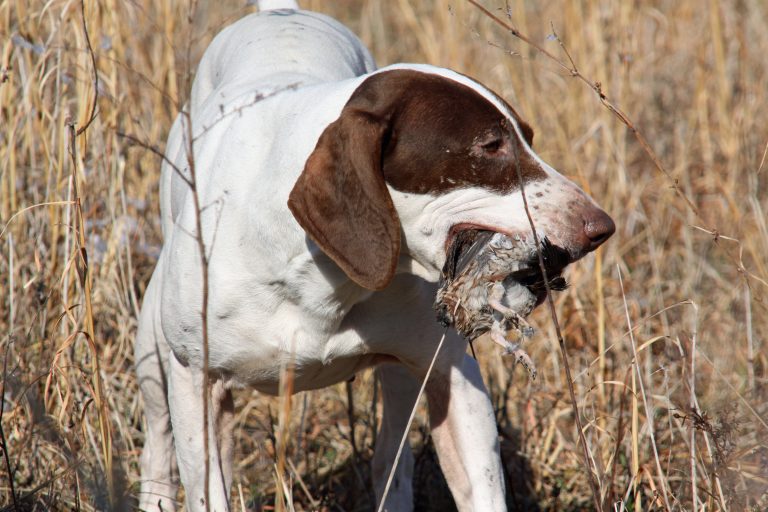 Quail Hunting Comeback Great Days Outdoors