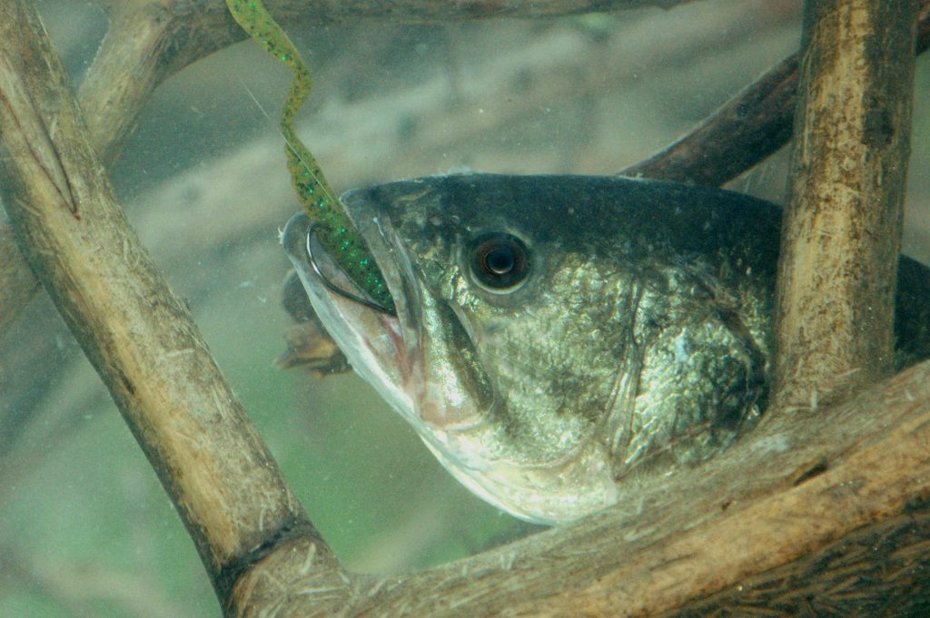 Tiger bass grow fast and are aggressive when it comes to taking artificial lures