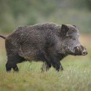 Best Caliber For Hog Hunting: Lessons From 4,000 Kills