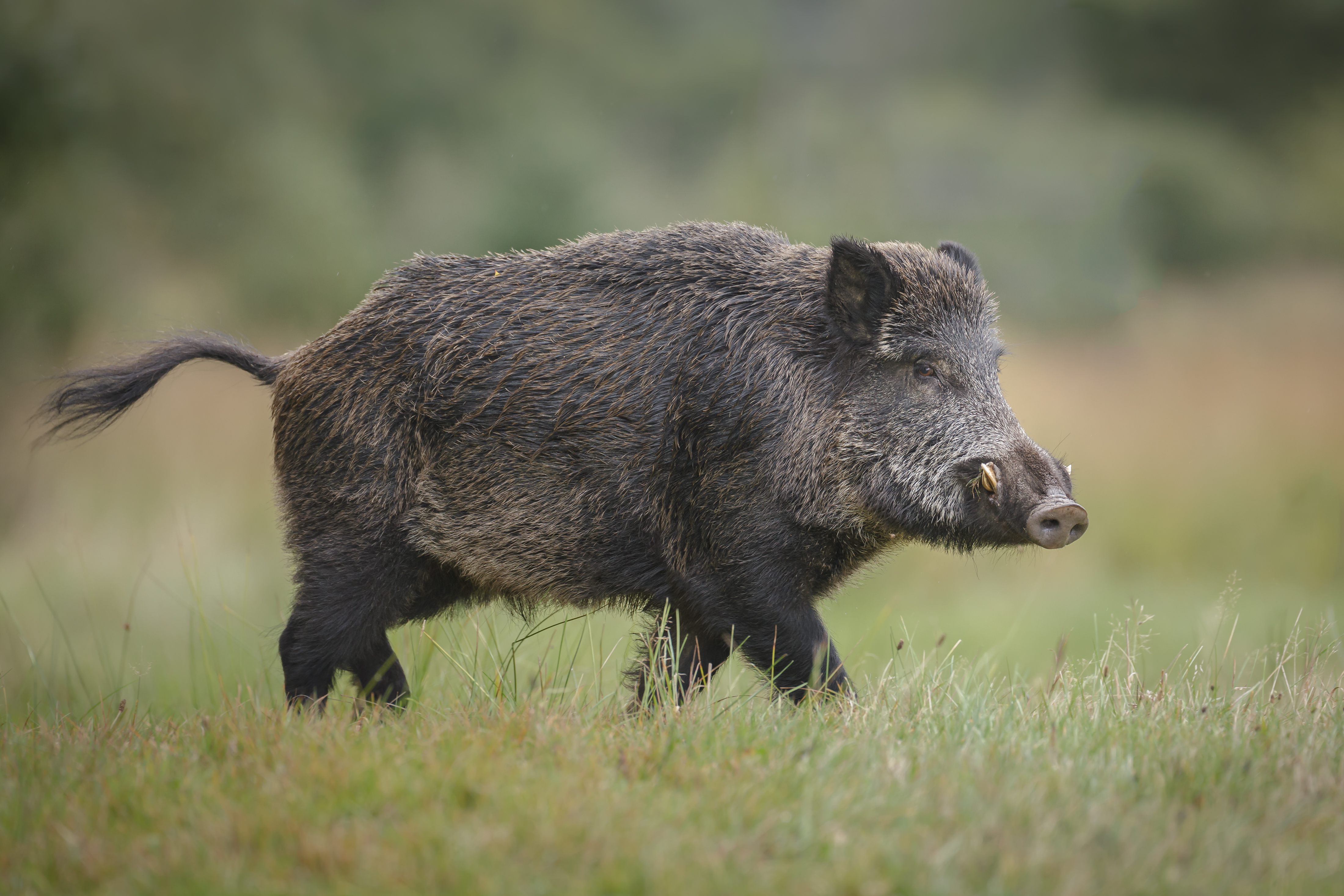 As more and more people get into feral pig hunting, the most... wild pig hu...
